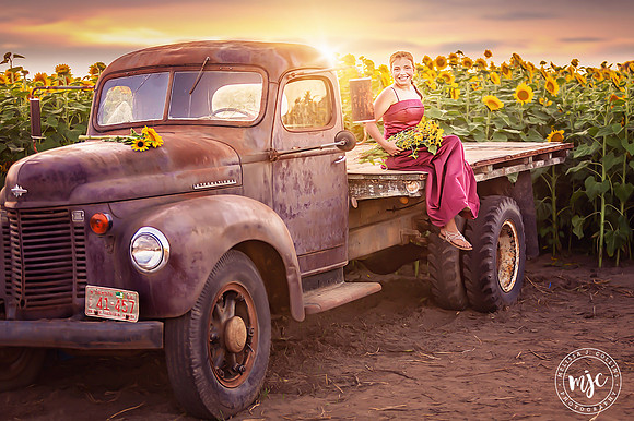 summer sunflowers mjcollins photography